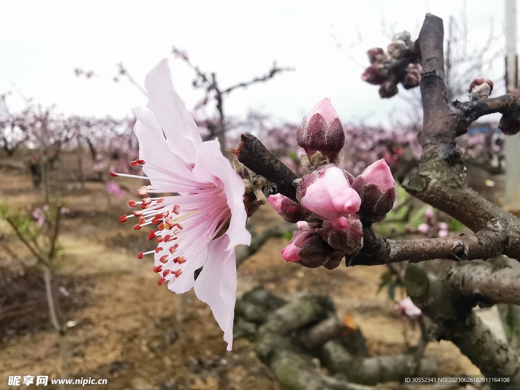 桃花