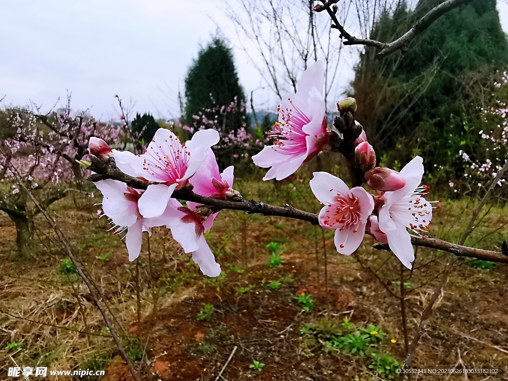 桃花