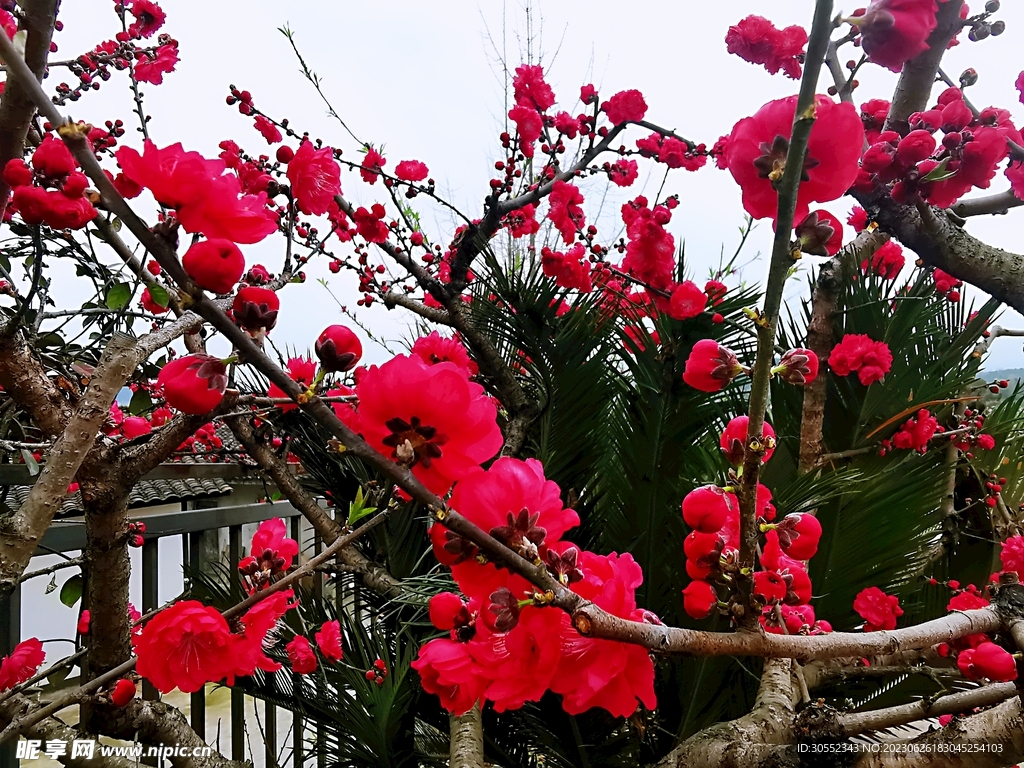 桃花