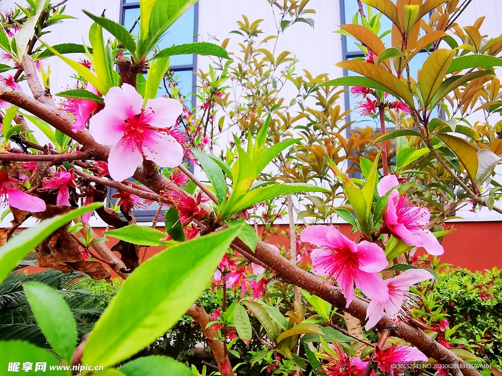 桃花
