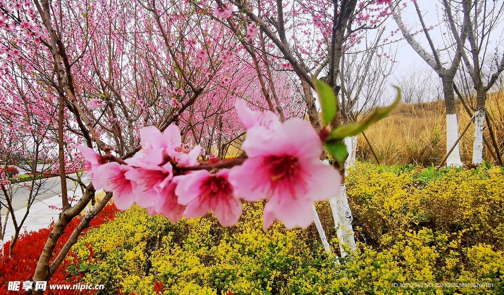 桃花