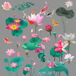 荷花