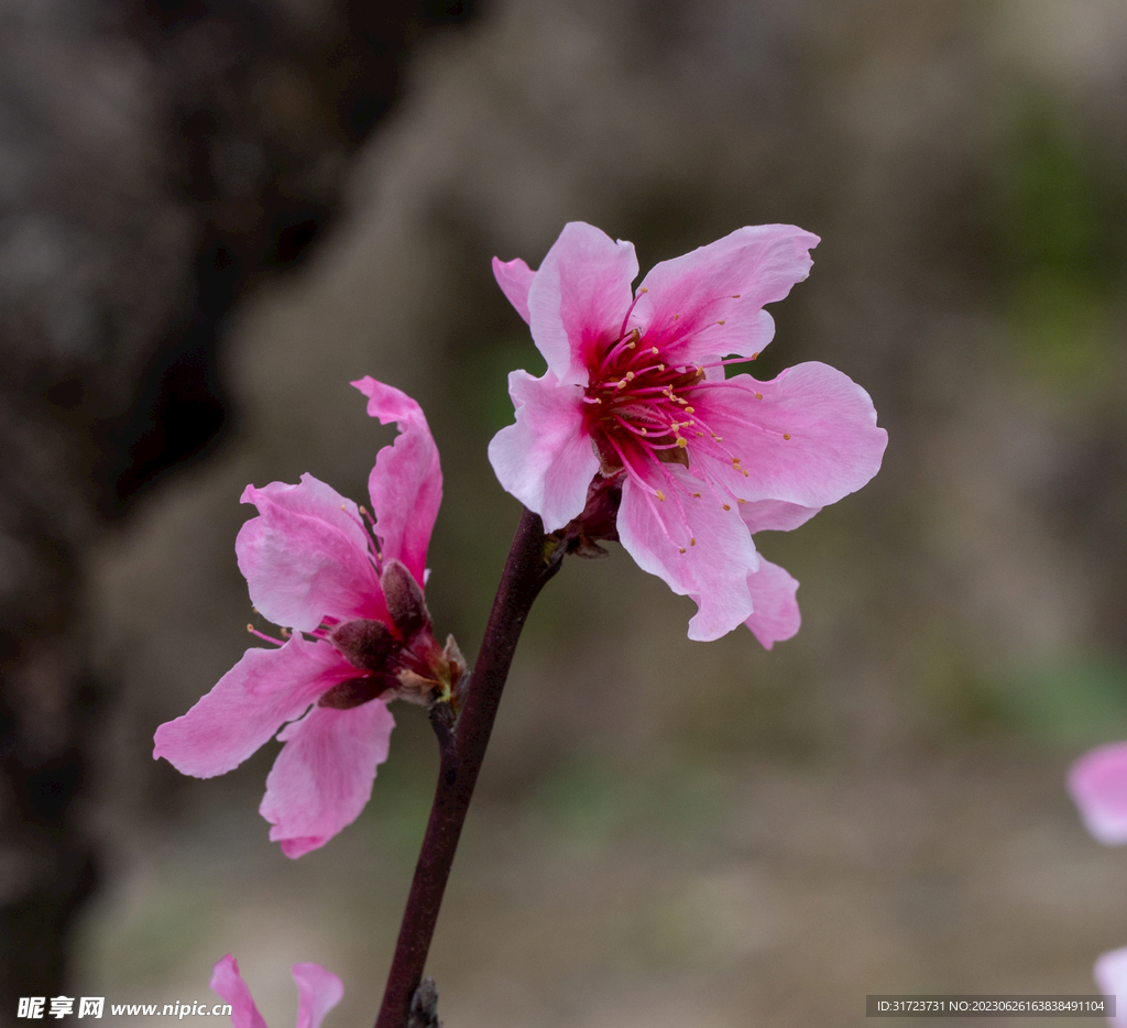 桃花