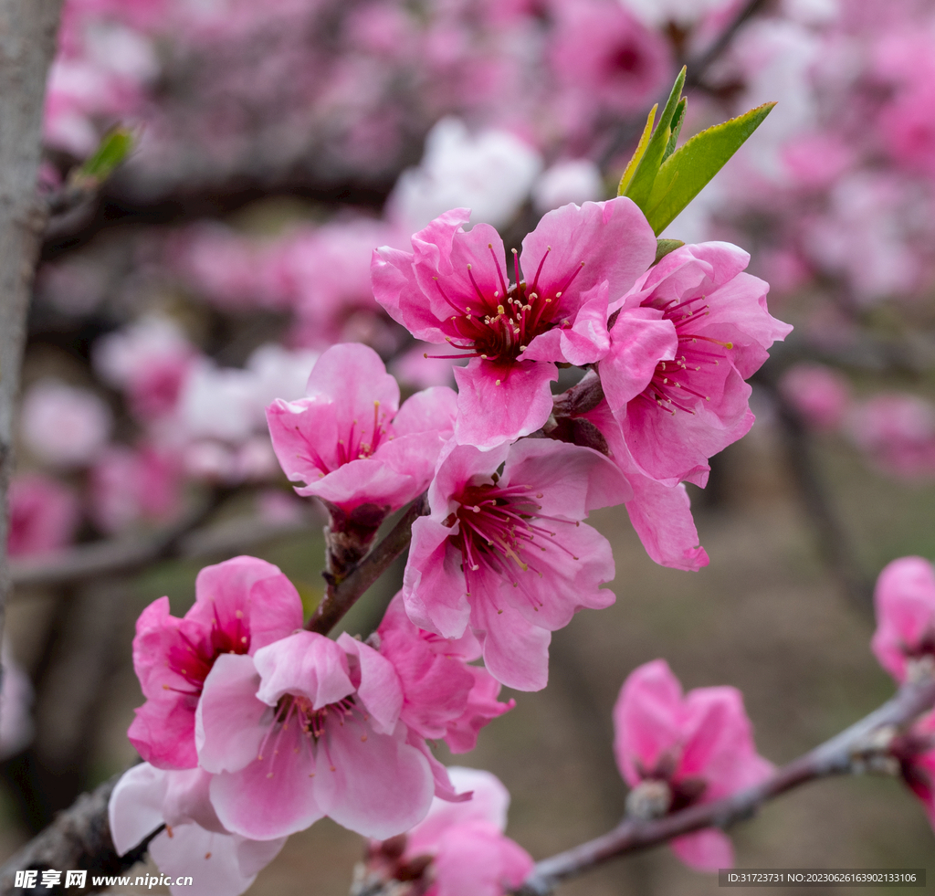 桃花 