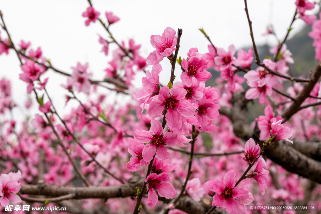 桃花