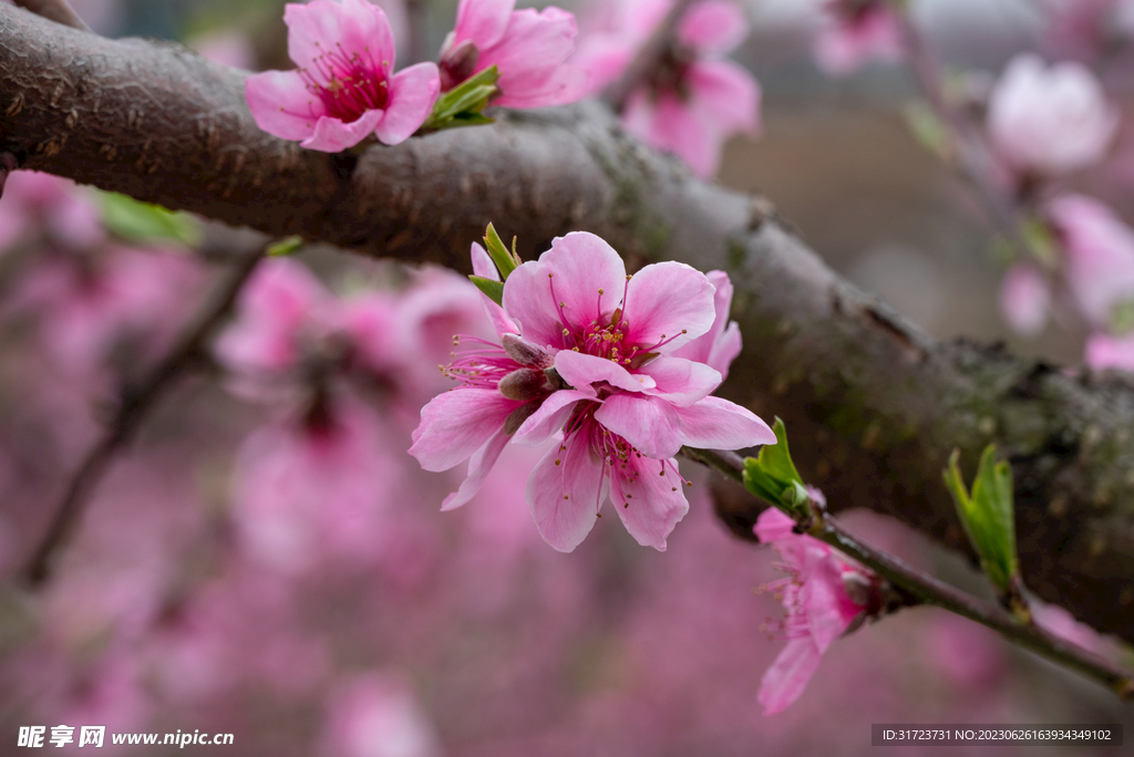 桃花 
