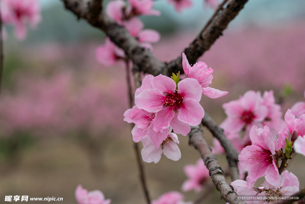 桃花