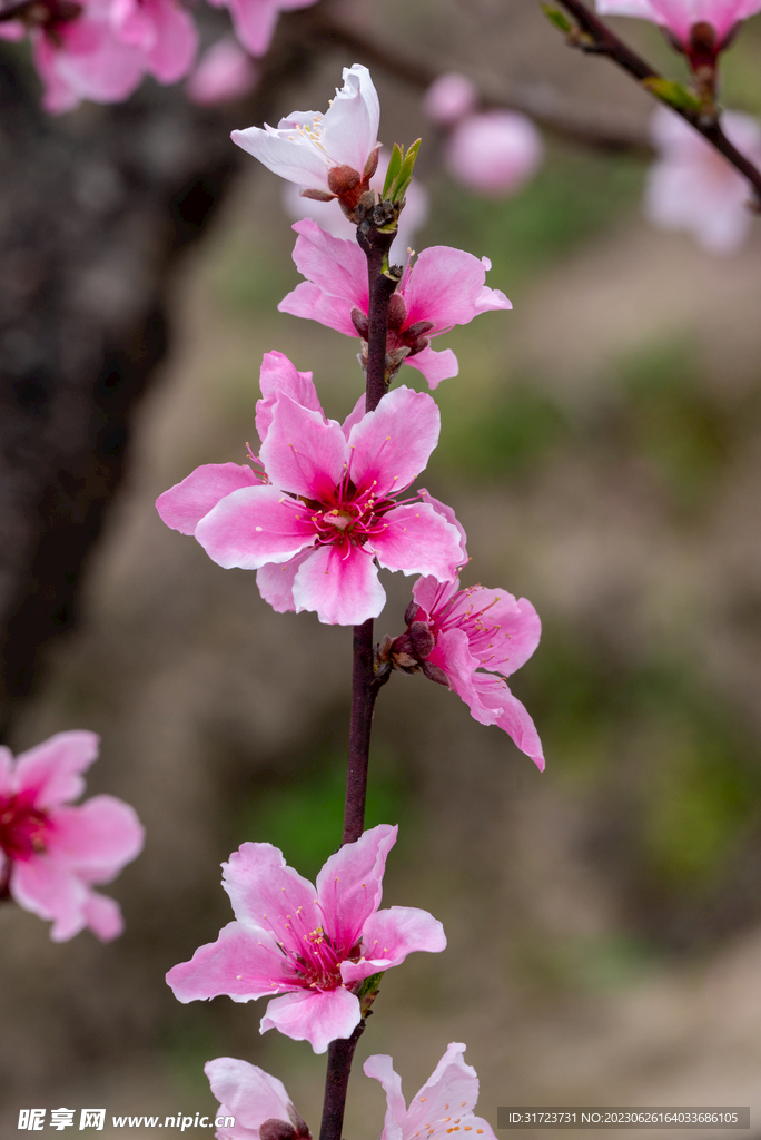 桃花