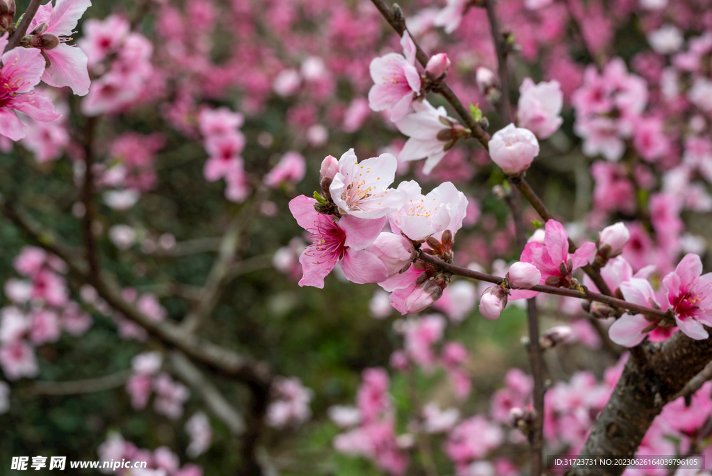 桃花