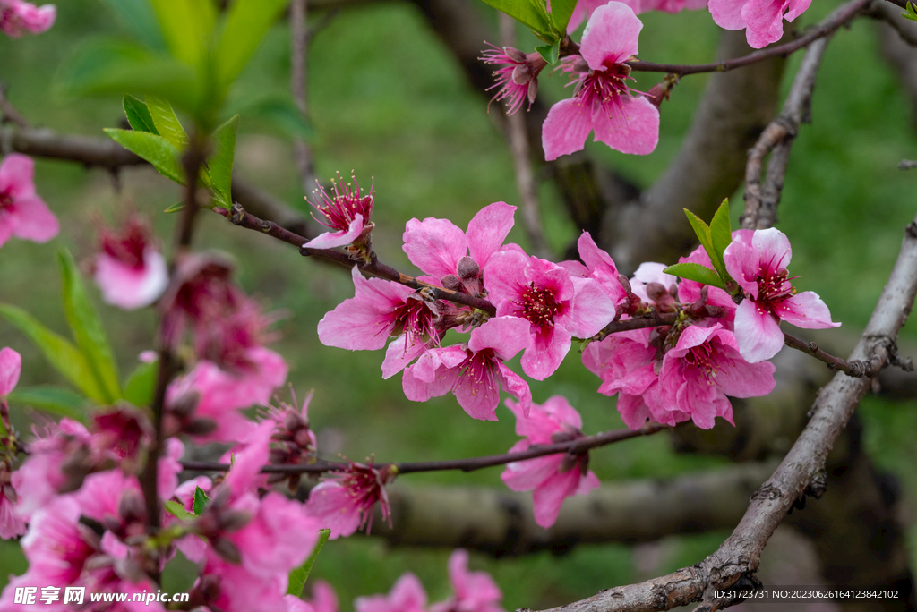 桃花