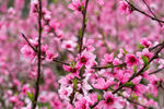 桃花 