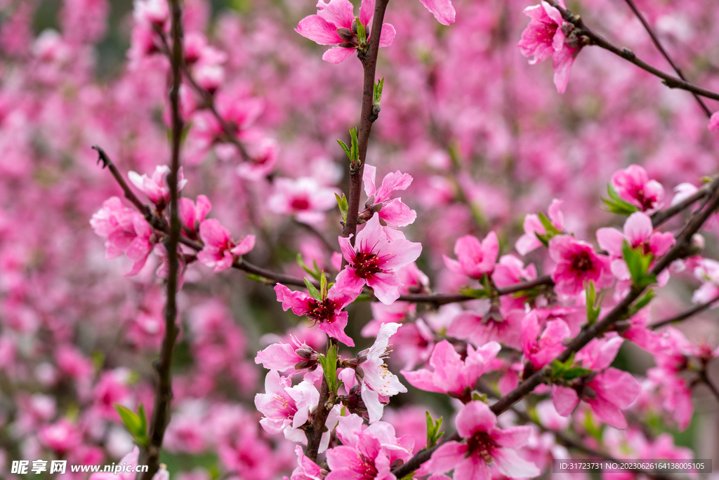 桃花 