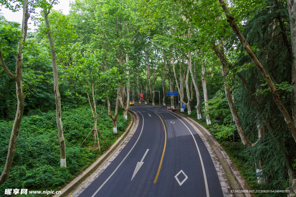 南京梧桐大道