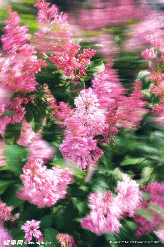 花的重影