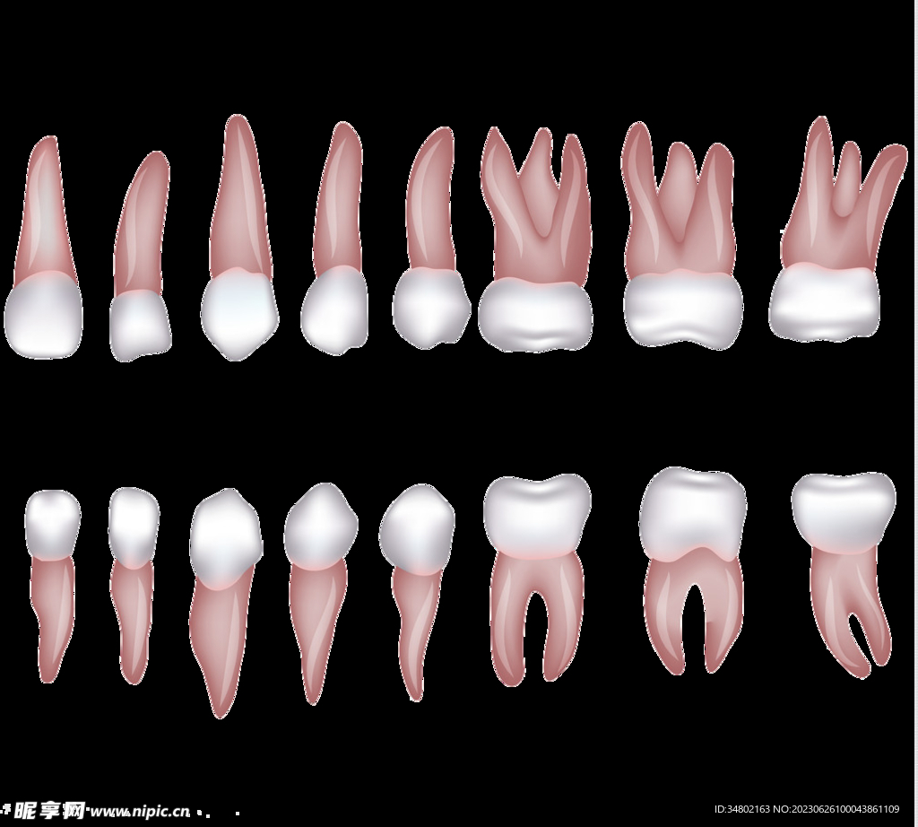 牙齿排列图