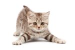 猫咪