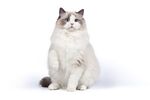 猫咪