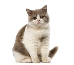猫咪