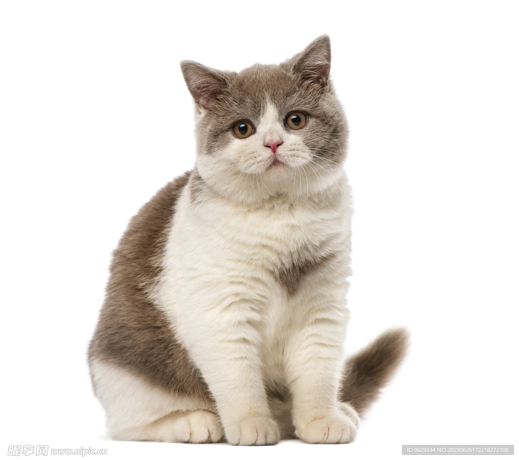 猫咪