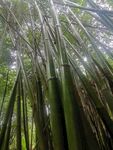 竹子