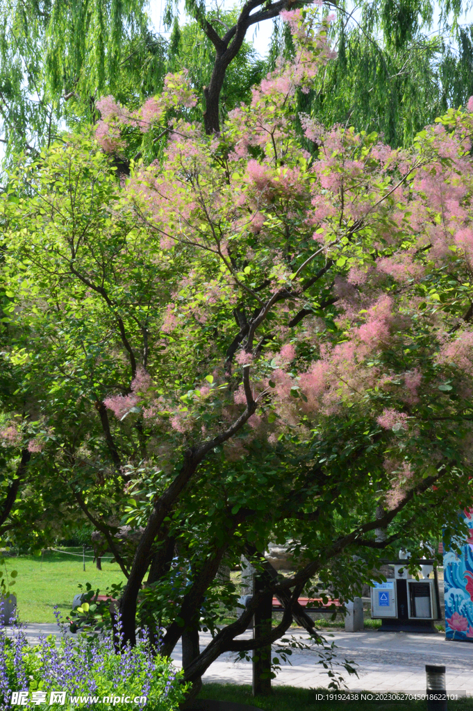 黄栌树花  