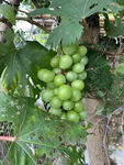 生长中绿葡萄