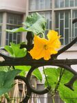 丝瓜花