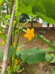 黄瓜花