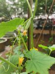 黄瓜花
