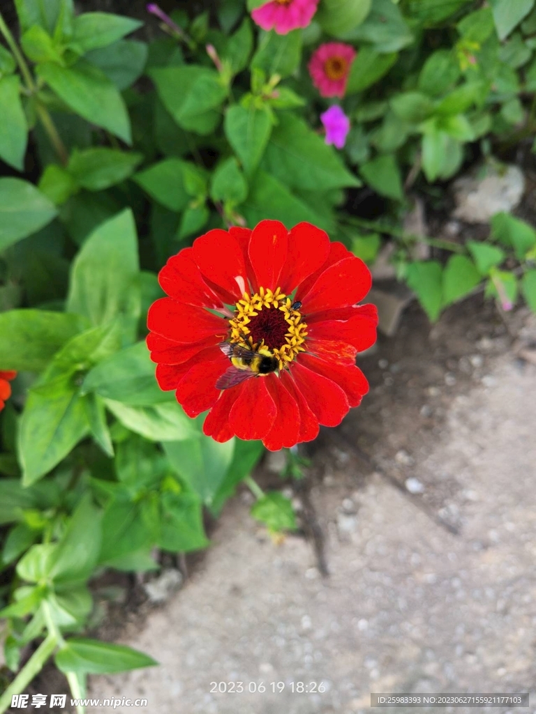 野花