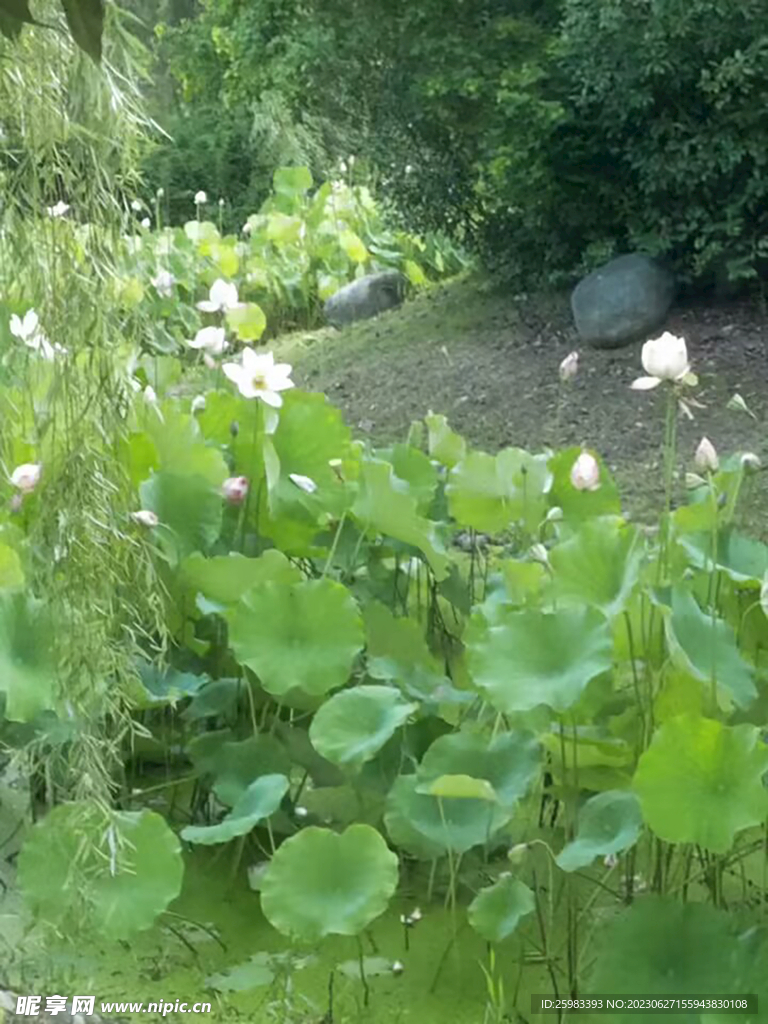 荷花