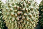 榴莲             