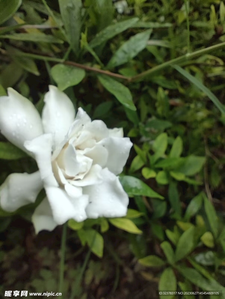 栀子花开