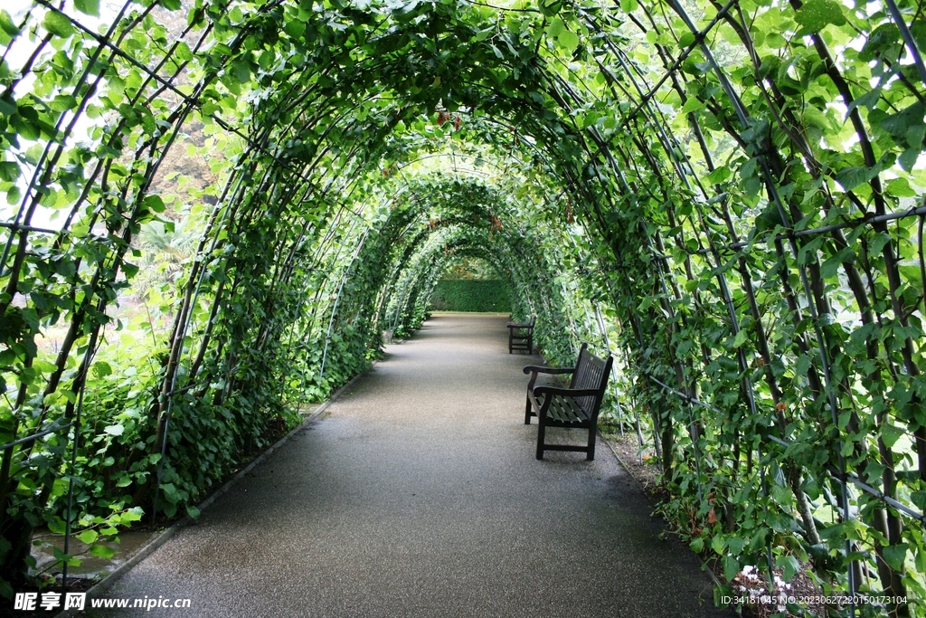 植被隧道 