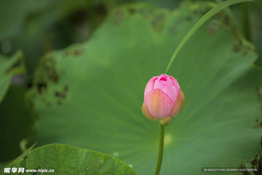 荷花