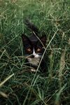草丛中的猫咪