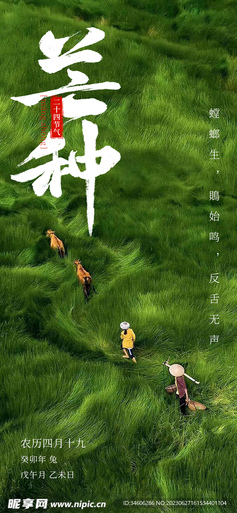 芒种海报