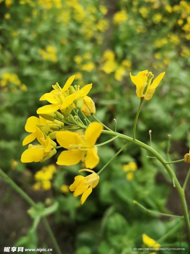 油菜花