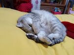 英短 猫 睡觉
