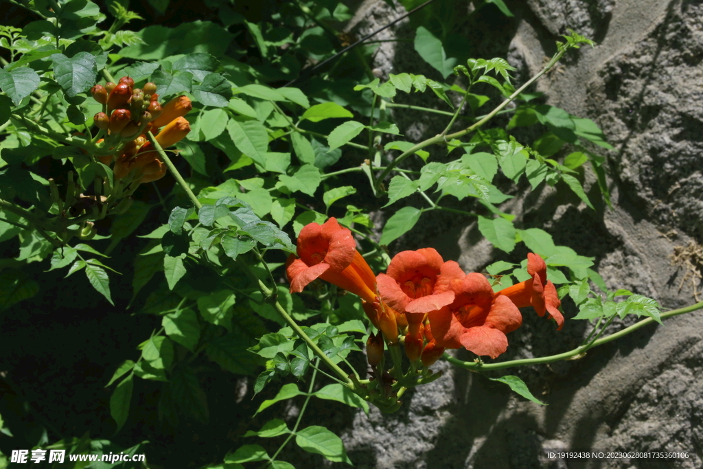 凌霄花 
