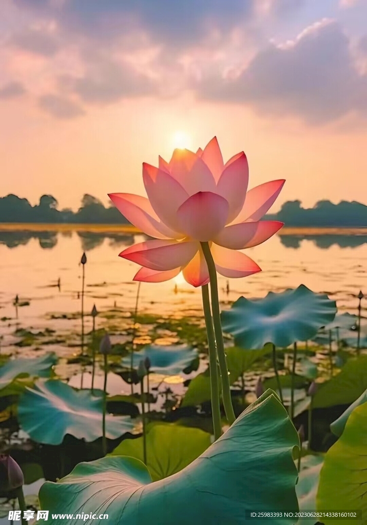 荷花