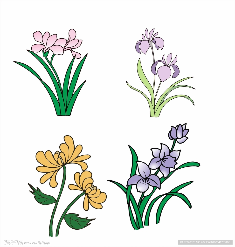 兰花 菊花