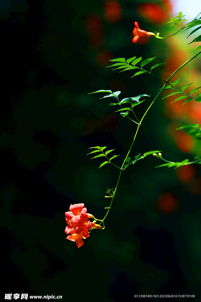 西塘古镇一角 花卉 凌霄花