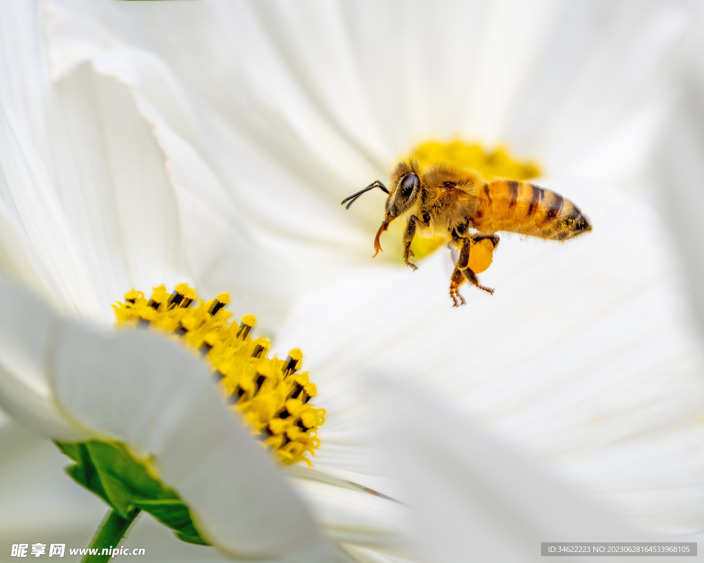 蜜蜂