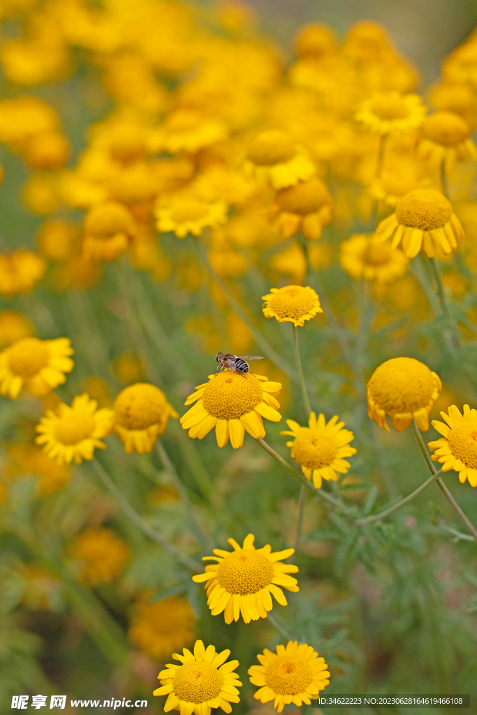 蜜蜂