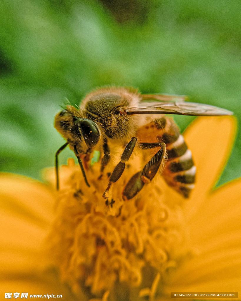 蜜蜂