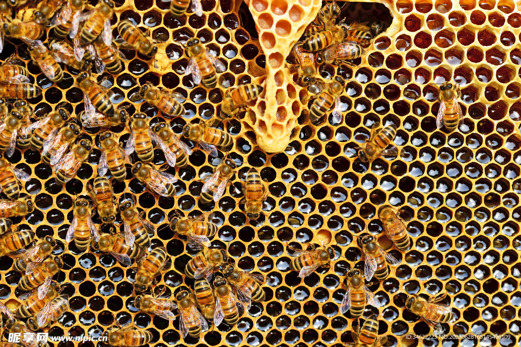 蜜蜂 蜜 蜂 采蜜 花朵 花蕊