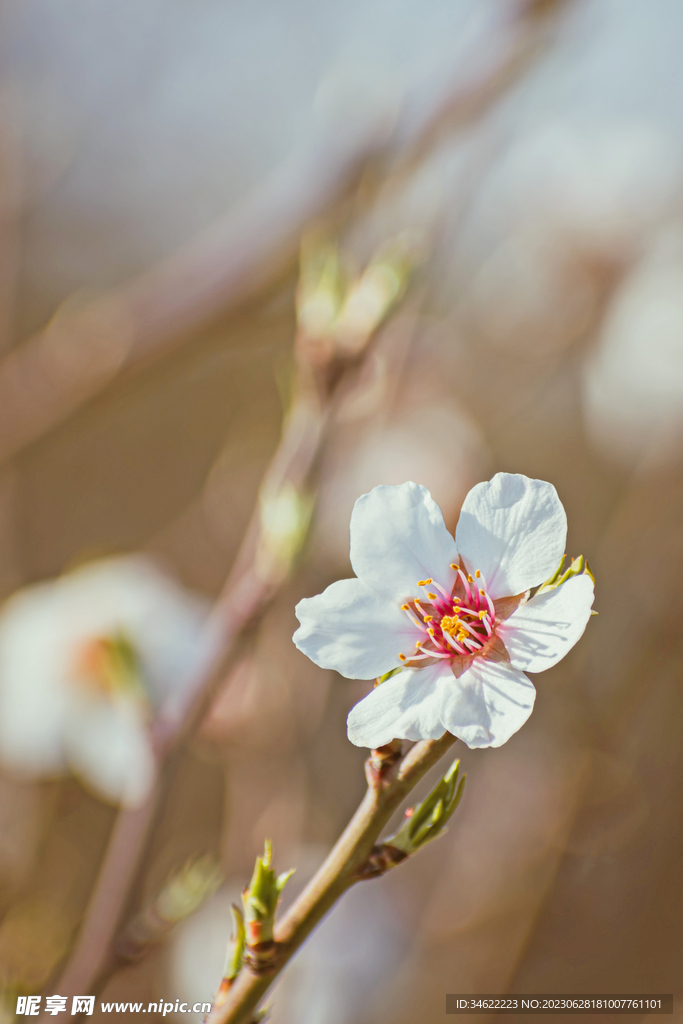 一枝花