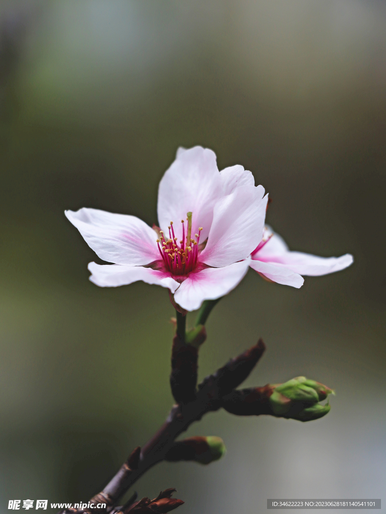 一枝花