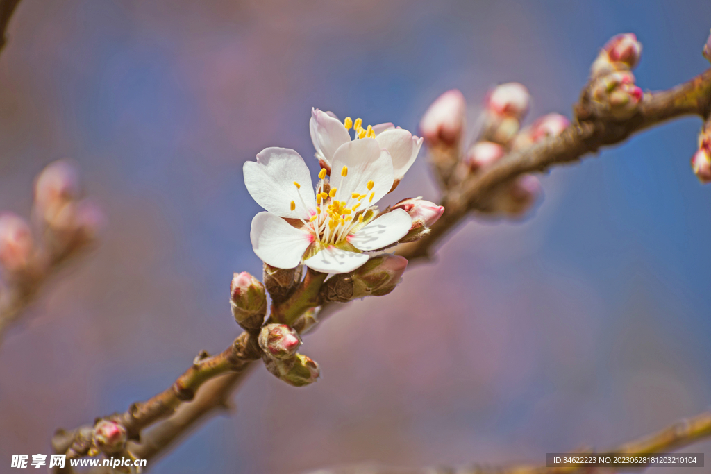 桃花